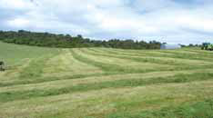 field of silage