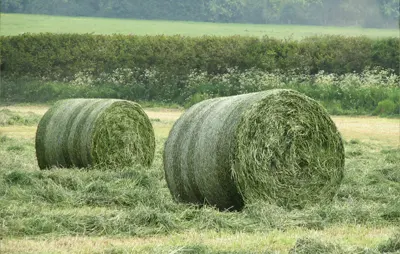 Two Silage bales in a field